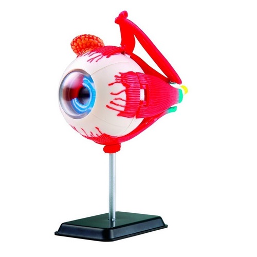Modelo Anatomico Del Ojo